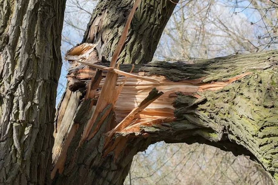 The Tree Removal Process, Step by Step