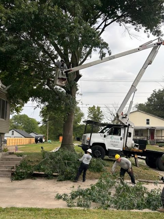 Why Tree Removal Matters in Little Egg Harbor
