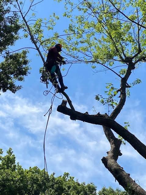 Tips to Keep Your Trees Healthy Longer