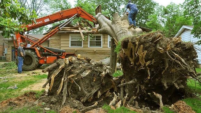 Reliable Tree Removal in Little Egg Harbor, NJ: What Every Homeowner Should Know